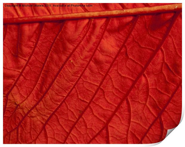 Poinsettia Leaf Print by Michael Waters Photography