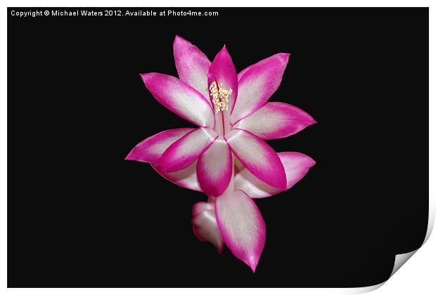 Pink Christmas Cactus on Black Print by Michael Waters Photography