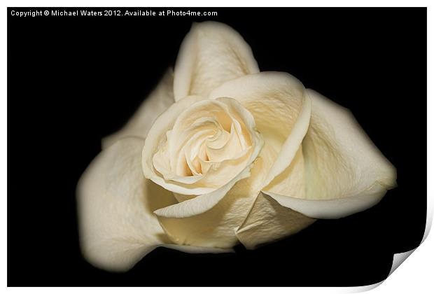 White Rose Print by Michael Waters Photography