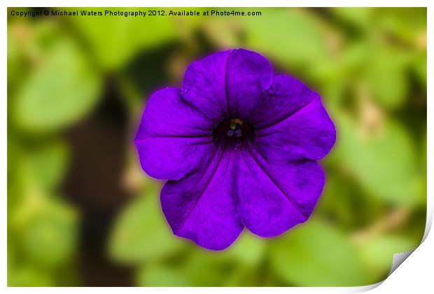 Purple Pansy Print by Michael Waters Photography