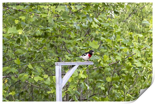 Rose-Breasted Grosbeak Print by Michael Waters Photography
