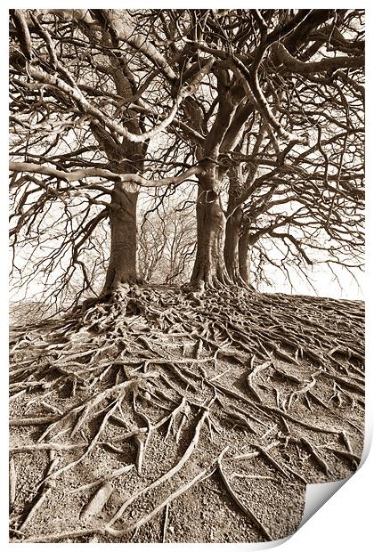 Roots Print by Philip Male