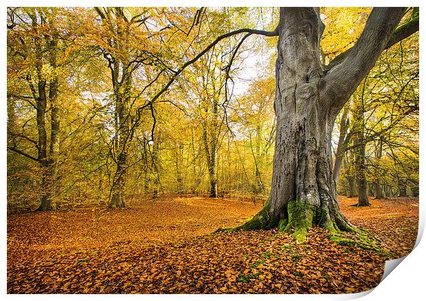 Autumn colours Print by Philip Male