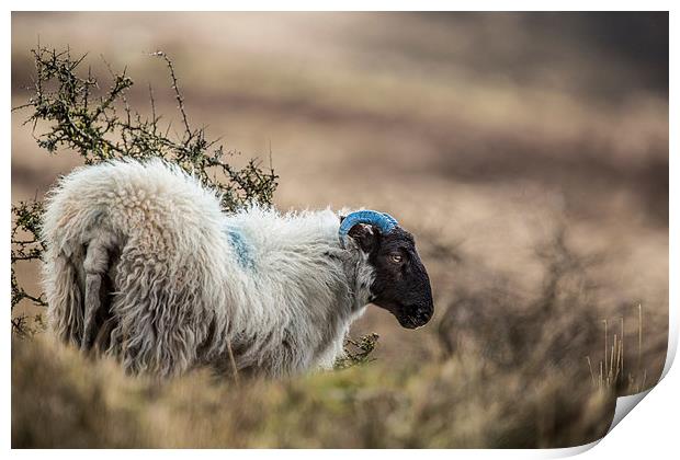  Exmoor Sheep Print by Philip Male