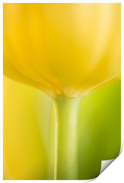 Mellow Yellow Print by Philip Male