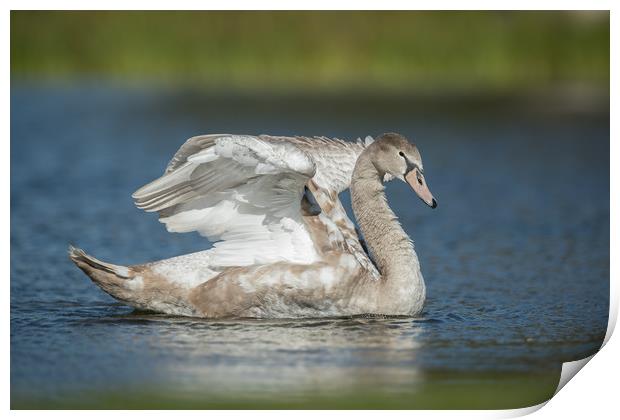 Morning exercise  Print by Philip Male