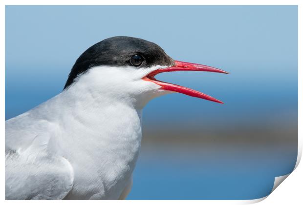 A funny Tern Print by Philip Male