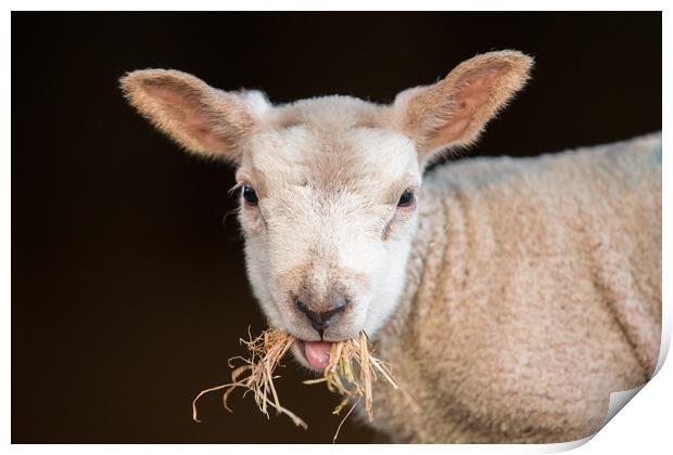 Lamb Chop Print by Philip Male