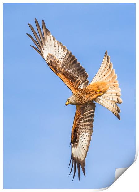 Spread your wings  Print by Philip Male
