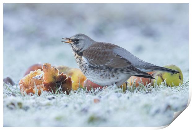 A touch of frost Print by Philip Male