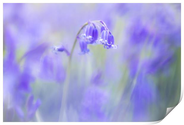 Bluebells Print by Philip Male
