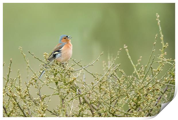 Singing Chaffinch Print by Philip Male