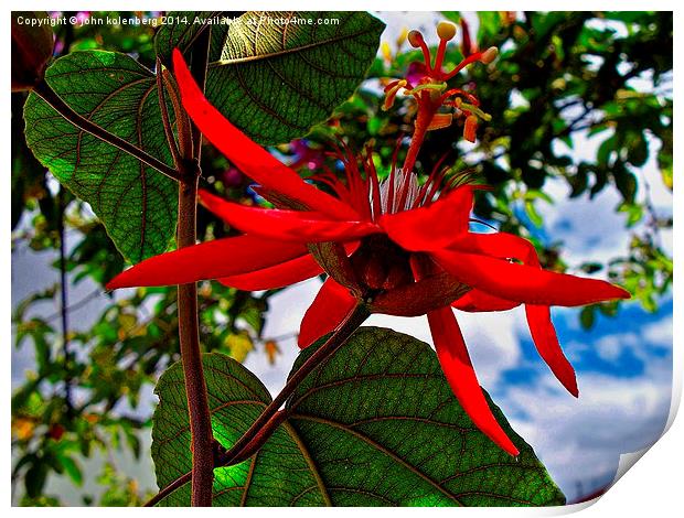  red passion flower Print by john kolenberg