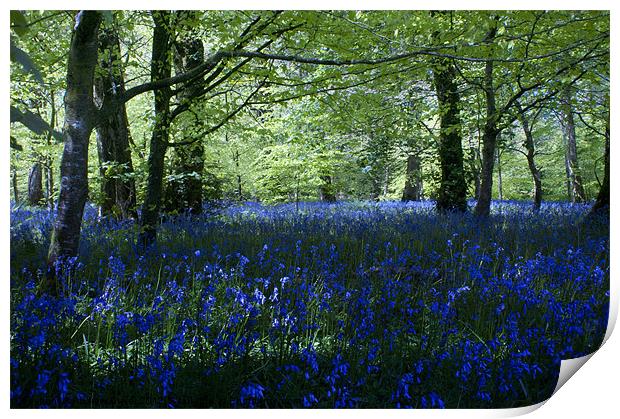Bluebell Wood Print by Andrew Driver
