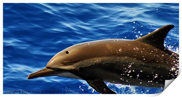 Dolphine Print by David Maldives