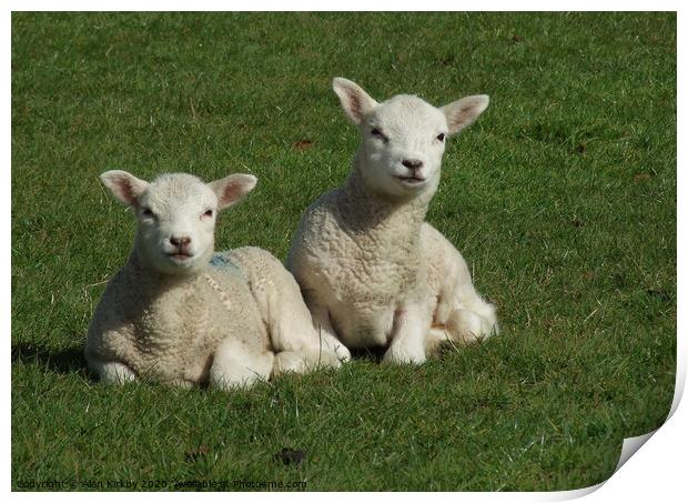 Lambs Print by Alan Kirkby