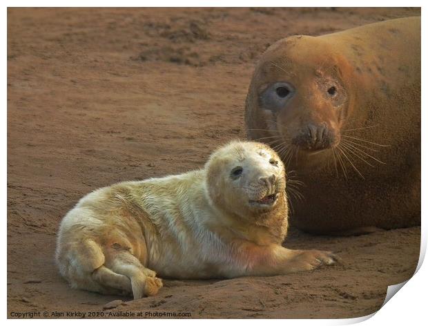 Seal and pup Print by Alan Kirkby