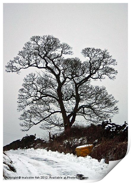 Winter Silhouette Print by malcolm fish