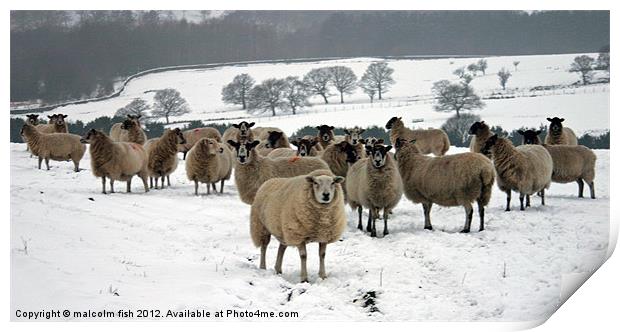 Ewe it's cold out here Print by malcolm fish