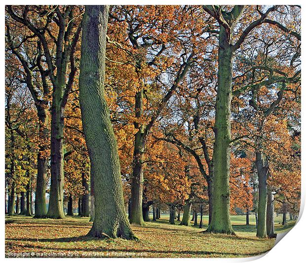 The Oak Wood Print by malcolm fish
