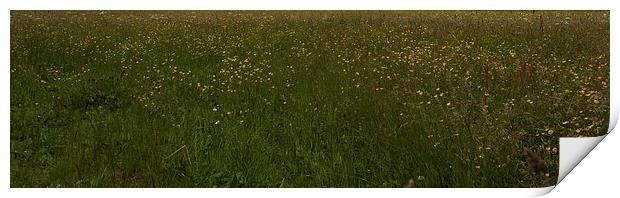 Buttercup meadow Print by malcolm fish