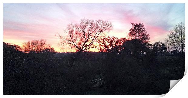 Sunset behind the trees Print by malcolm fish