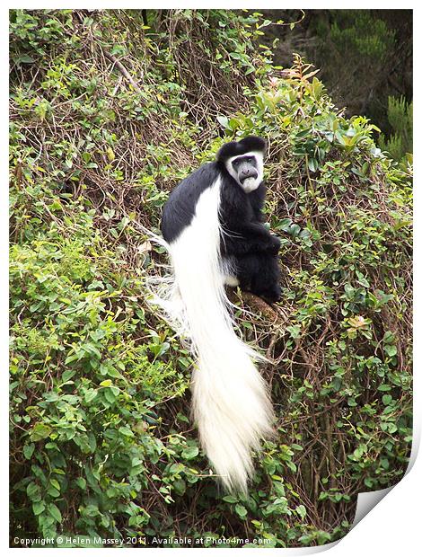 Colobus Monkey Print by Helen Massey