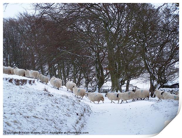 Sheep Crossing Print by Helen Massey