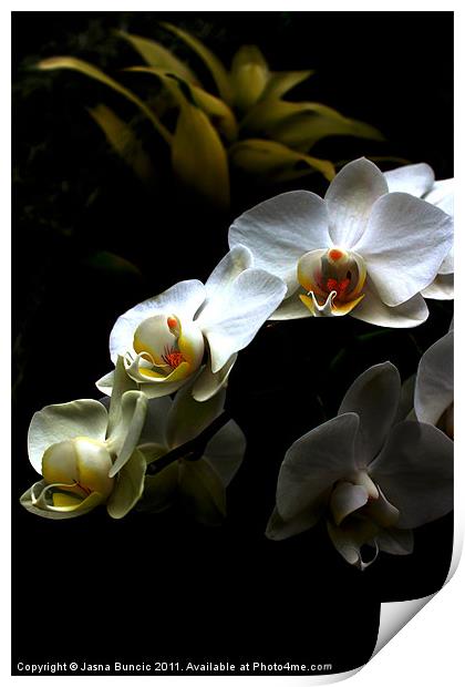 White orchid on dark background Print by Jasna Buncic