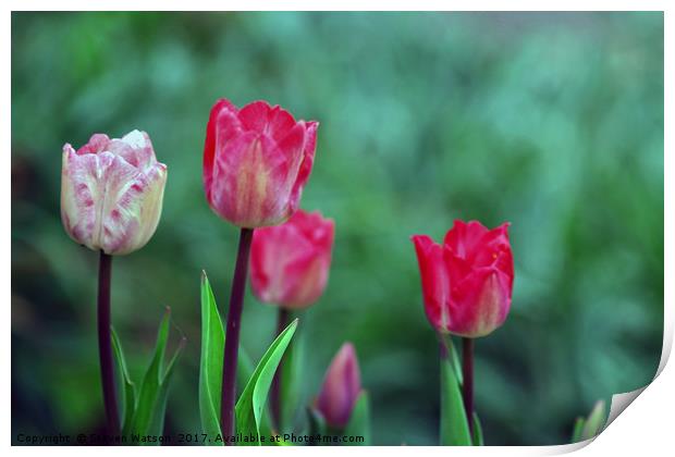 Tulip Time Print by Steven Watson
