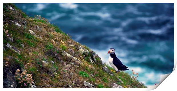 Puffin on The Slithers Print by Steven Watson