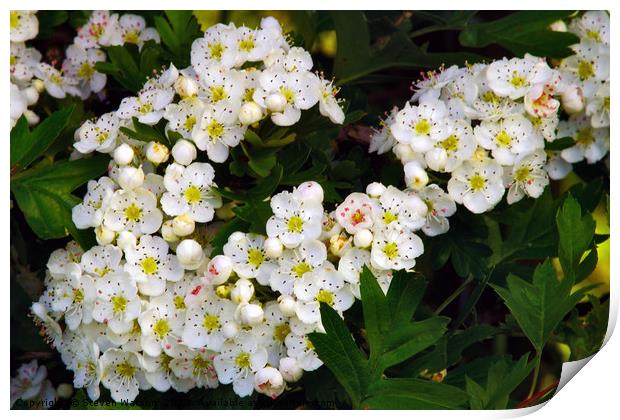 Hawthorn Blossom Print by Steven Watson