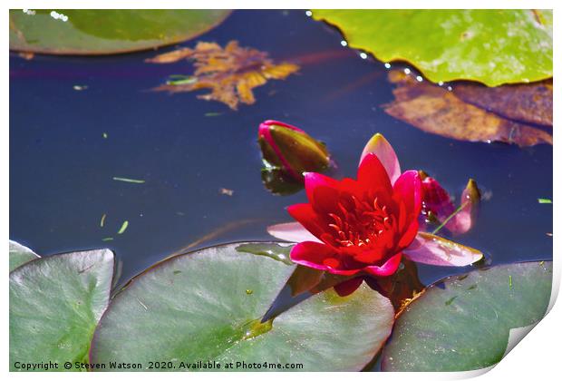 Red Waterlily Print by Steven Watson