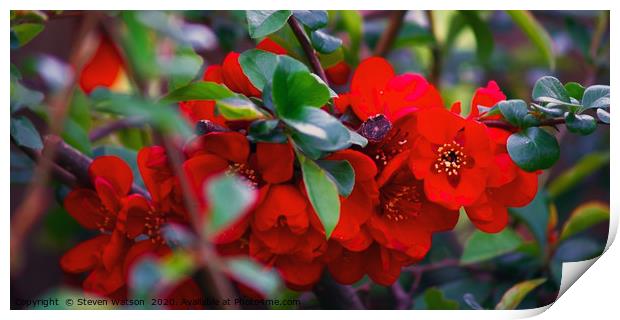 Chaenomeles Japonica Print by Steven Watson