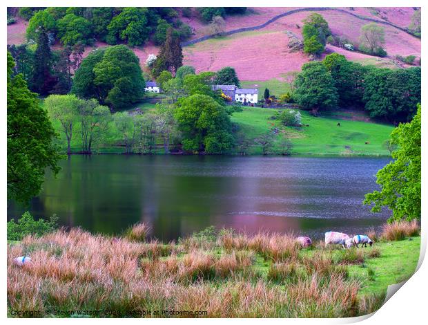 Rydal Water Print by Steven Watson