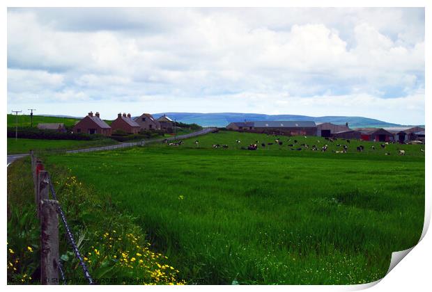 An Orkney Dairy Farm Print by Steven Watson