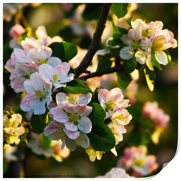 Apple Blossom Print by Steven Watson