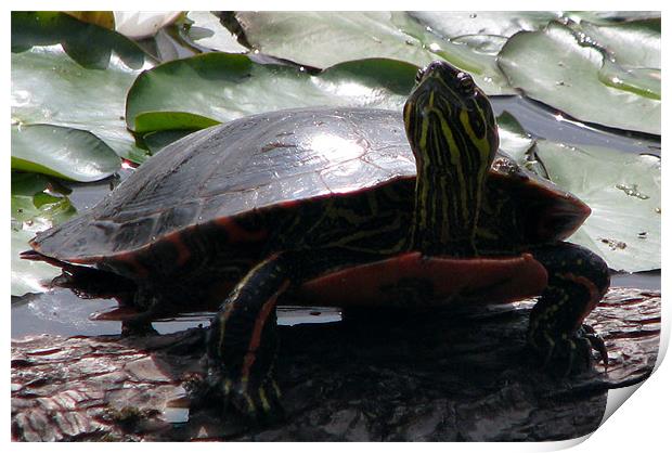 turtle Print by wendy pearson