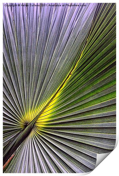 PALM LEAF Print by Helen Cullens