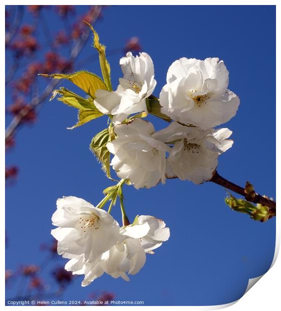 Prunus matsumae 'Amayadori' Print by Helen Cullens