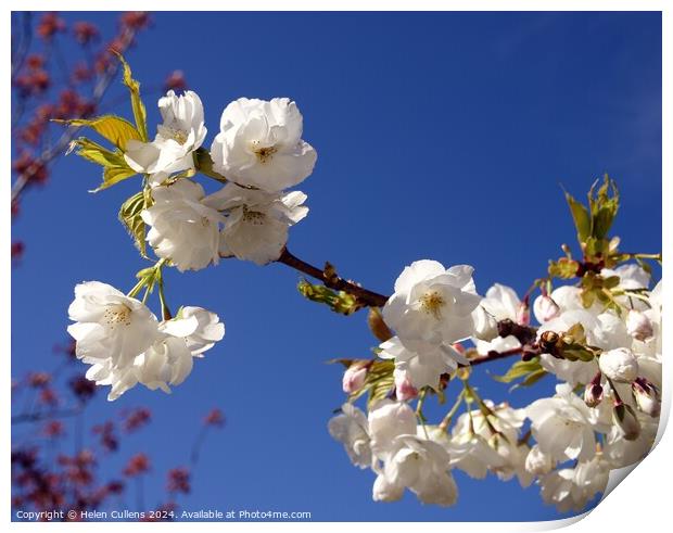 Prunus matsumae 'Amayadori' Print by Helen Cullens