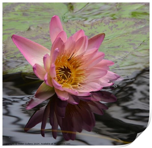 Waterlily Print by Helen Cullens