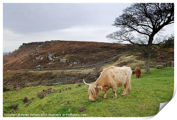 HIGHLAND COW Print by Helen Cullens