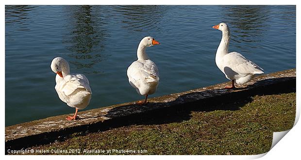THREE WHITE GEESE Print by Helen Cullens
