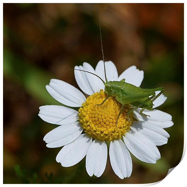 CRICKET ON A DAISY Print by Helen Cullens