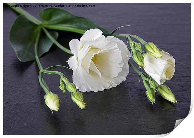  LISIANTHUS Print by Helen Cullens