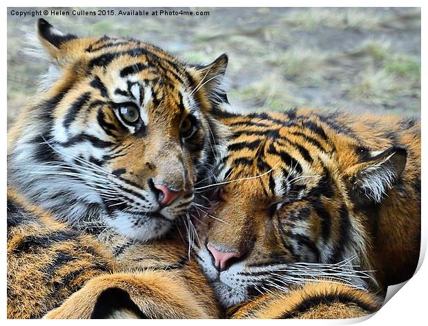  TIGER CUBS Print by Helen Cullens