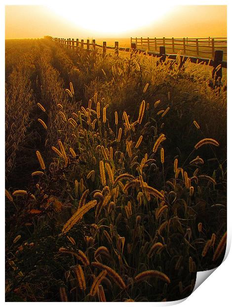 sunrise fenceline Print by John  Hartman