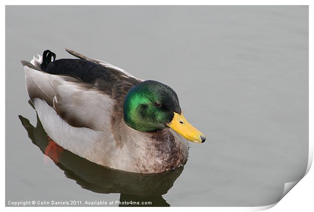 Duck Print by Colin Daniels