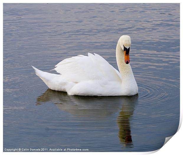 Vain Swan Print by Colin Daniels